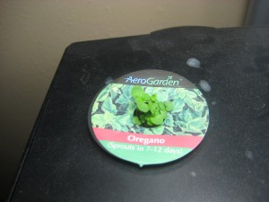 Aerogarden Herbs